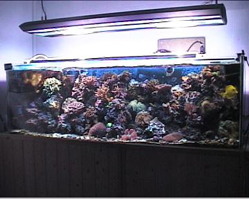 reef1_206.jpg