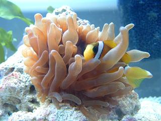 Reef_Aquarium_001.jpg