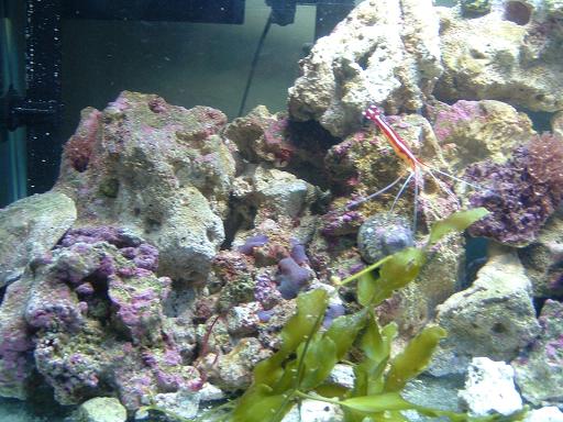 Reef_Aquarium_015.jpg