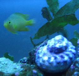 Reef_Aquarium_by_Dan_005.jpg