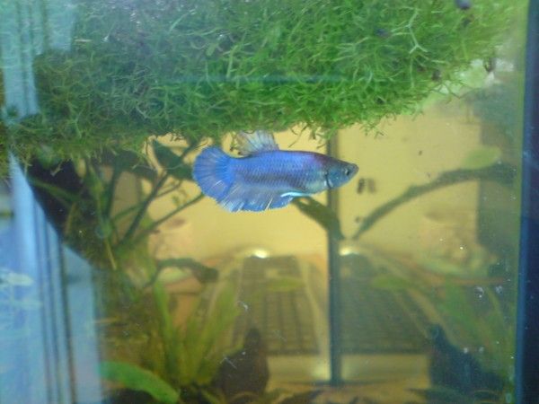 resized betta.jpg