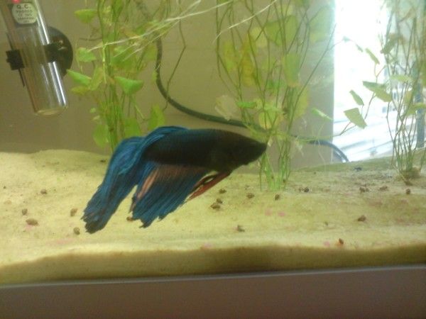 resized betta1.jpg