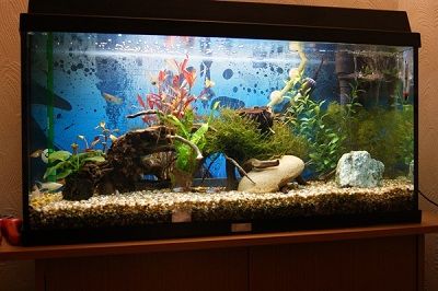 resized fish tank.jpg