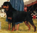 rottweiler.jpg