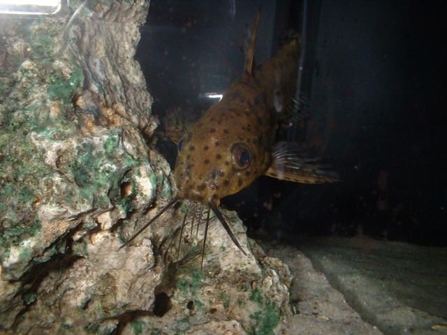 RS_Synodontis_3_.jpg