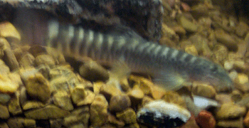 RTLoach2.gif