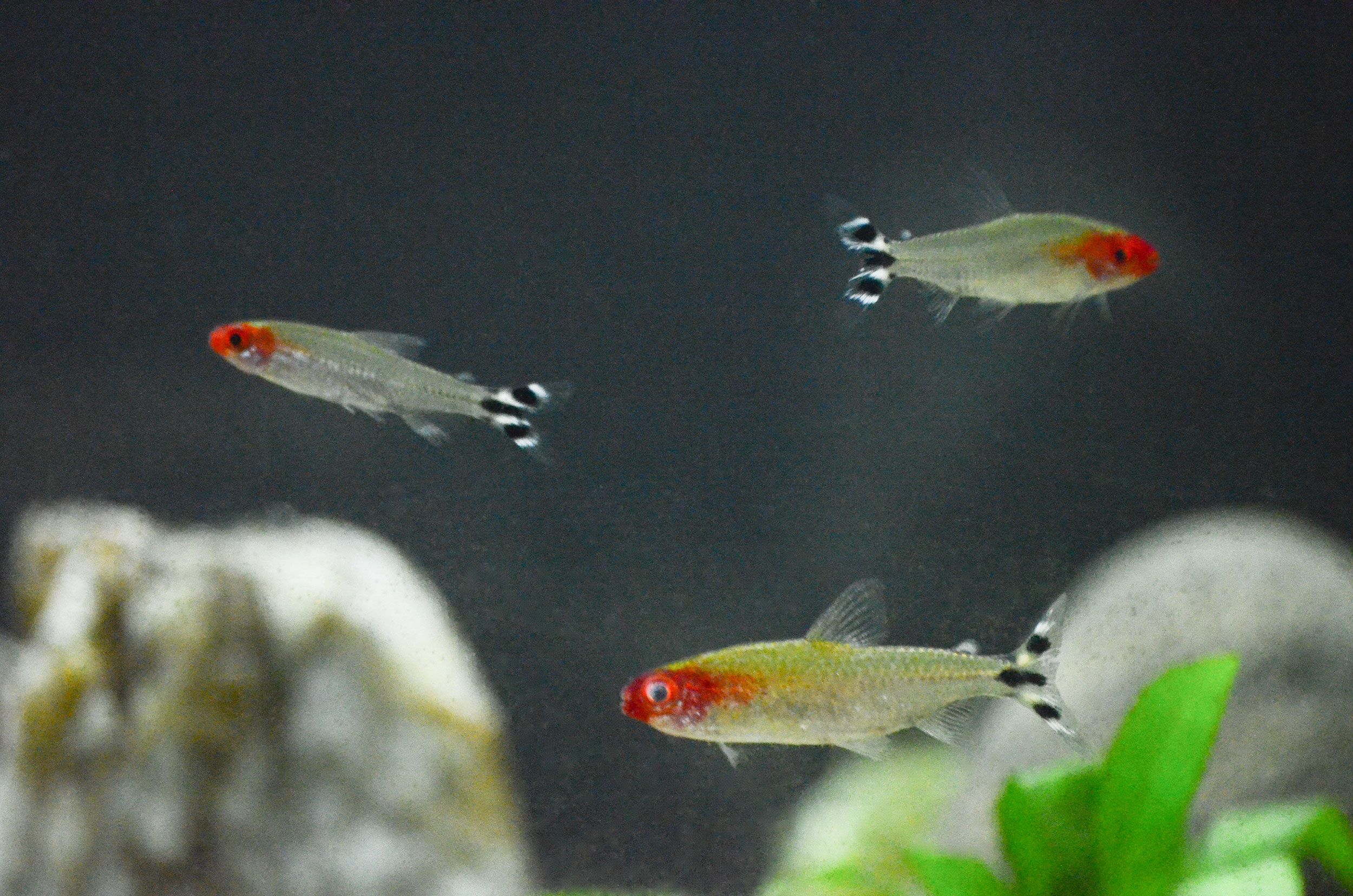 rummy-nose-tetras.jpg