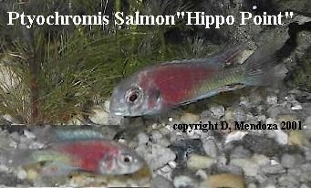 salmonnew.jpg