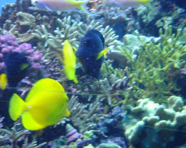 Saltwater_Fish_1.jpg