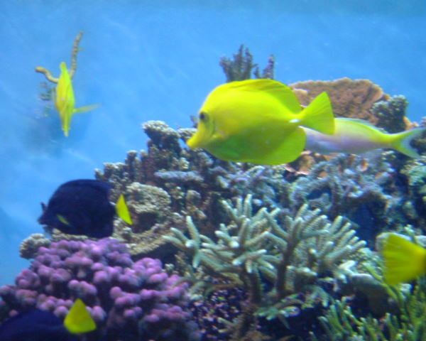 Saltwater_Fish_2.jpg