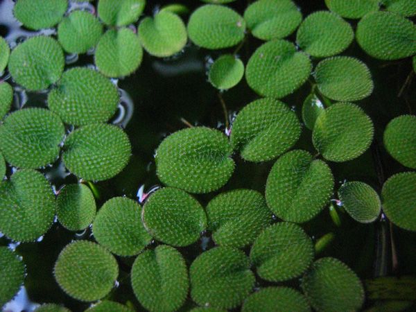 Salvinia minima.jpg