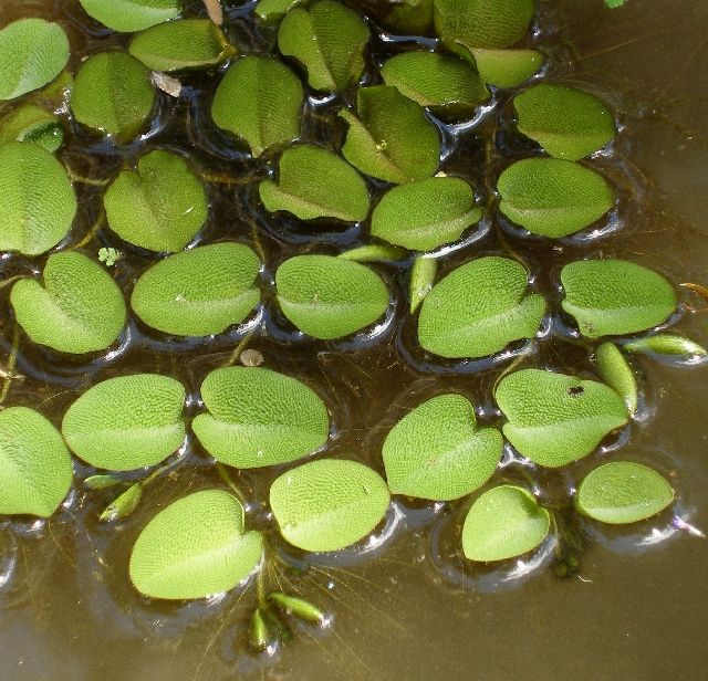 Salvinia molesta1.jpg