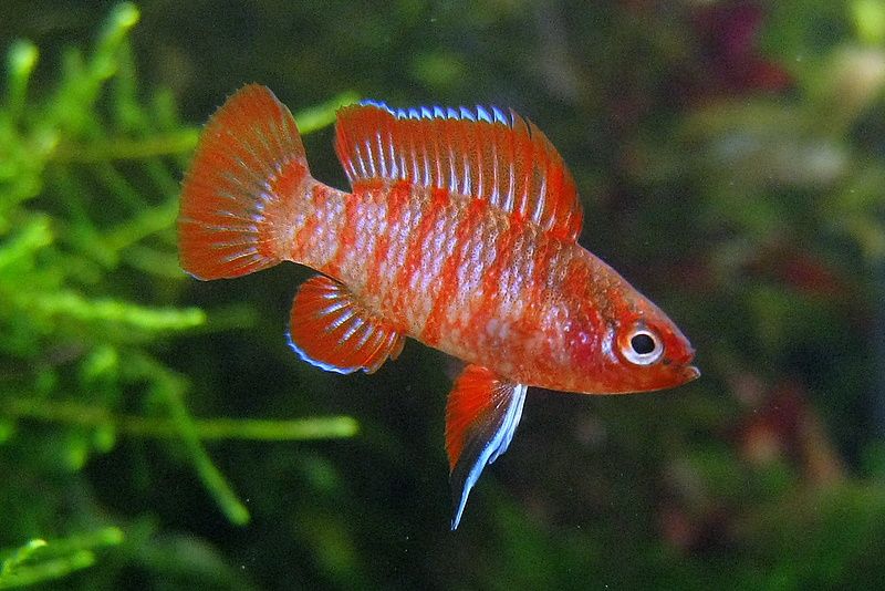 scarlet-badis[1].jpg