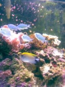 school_of_chromis____227_x_303_.jpg