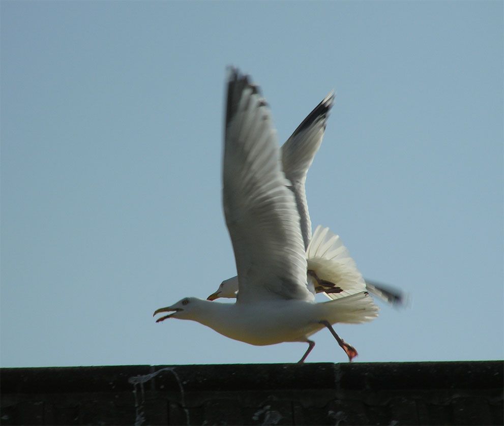 seagull.jpg