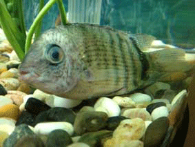 severum.gif