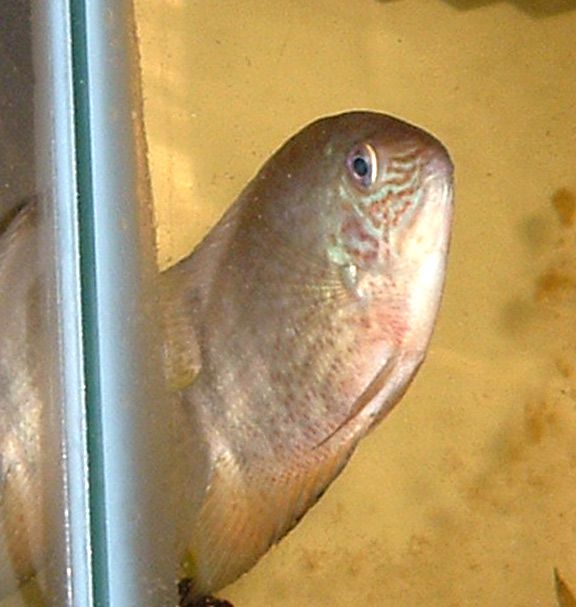 severum.jpg