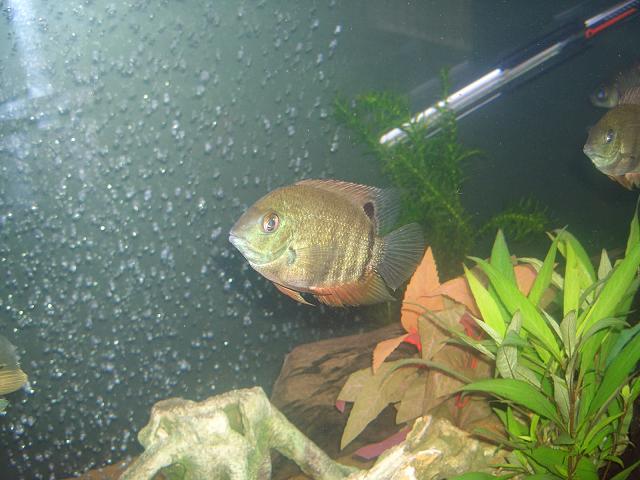 severum.JPG