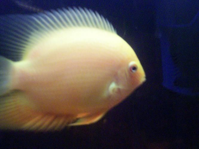 severum3.jpg