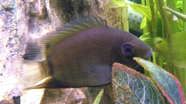 severum_1.jpg