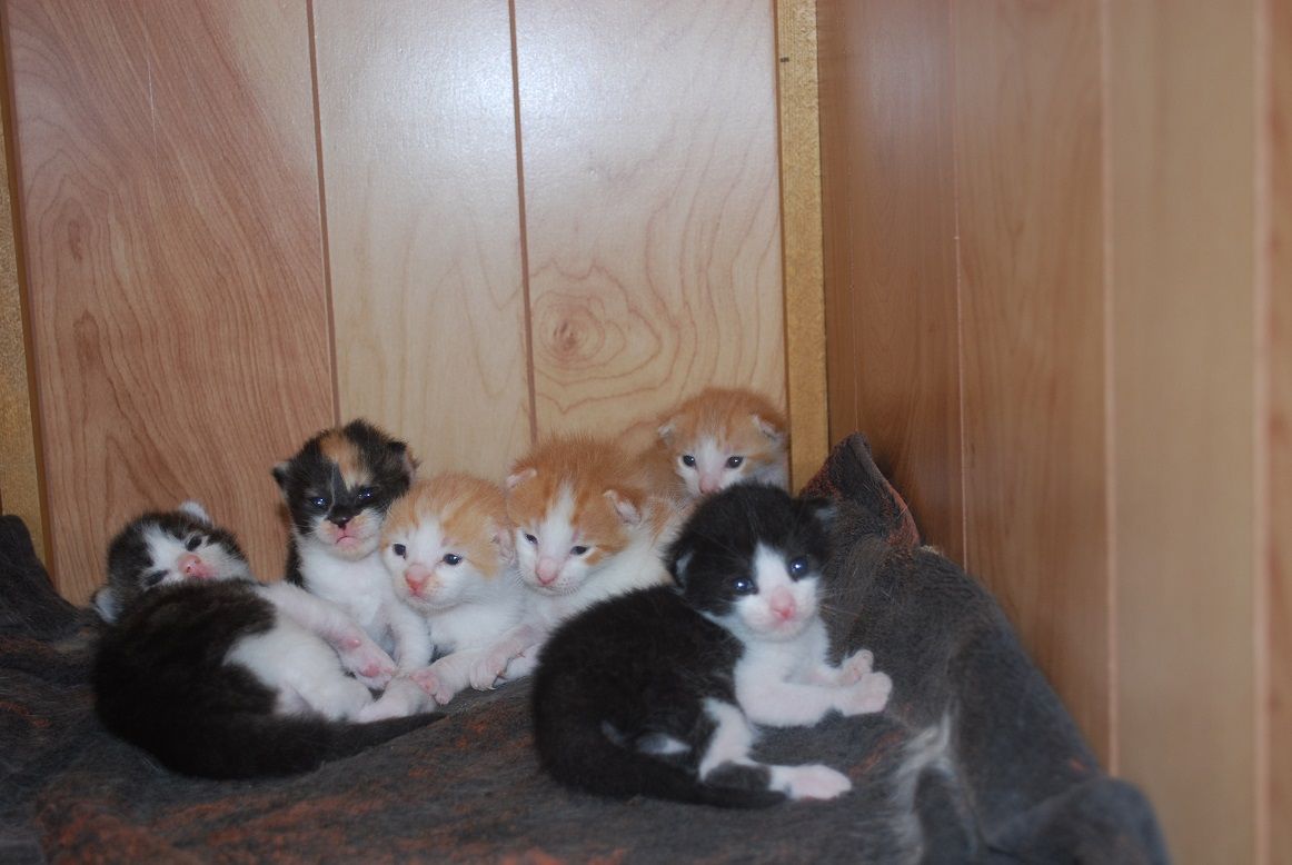 Shelf full of kittens.jpg