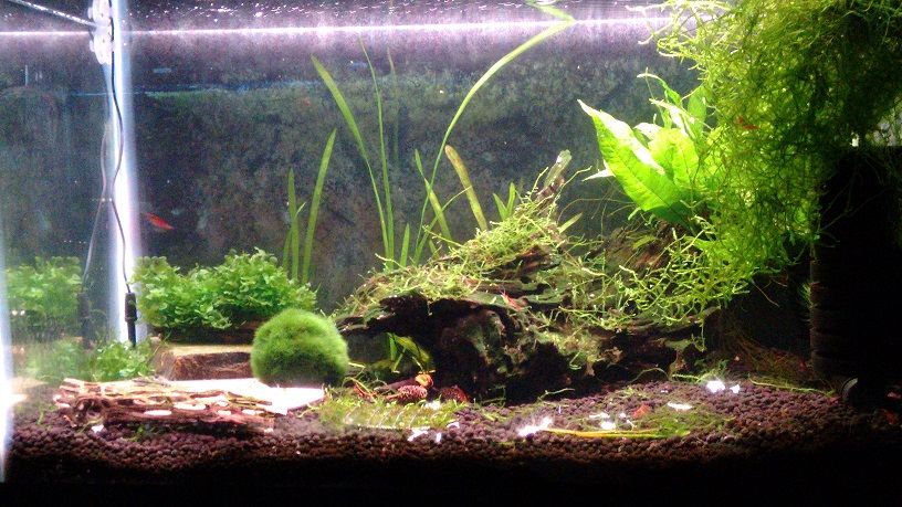 Shrimp Tank.jpg