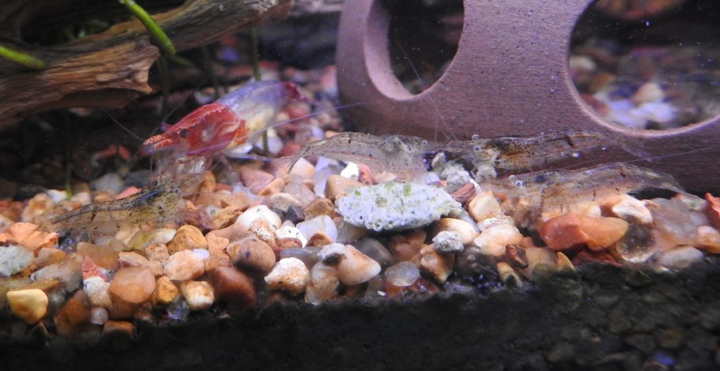 Shrimp5.27.24_3.jpg