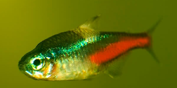 sick fish neon tetra disease2.jpg