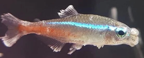 sick fish neon tetra virus.jpg