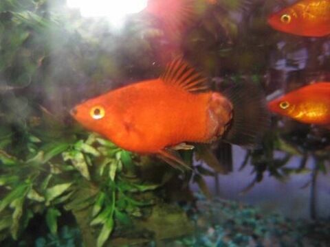 Sick fish pic 1.jpg