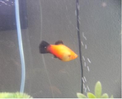 sick platy.JPG