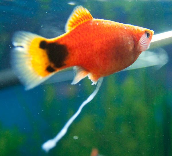 sickplaty-24.jpg