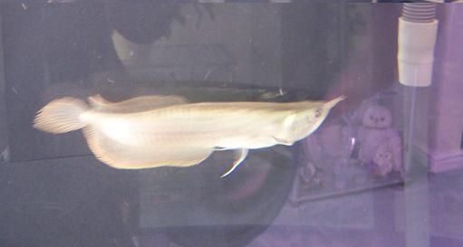 Silver_Arowana_007.jpg