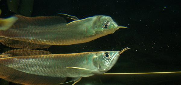 Silver_Arowana_055_edit_2.JPG