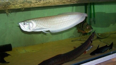 Silver_arowana_new_1.jpg