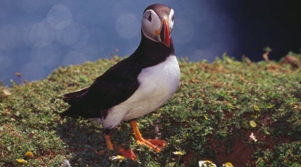 skomer_puffin_july2003_image1.jpg