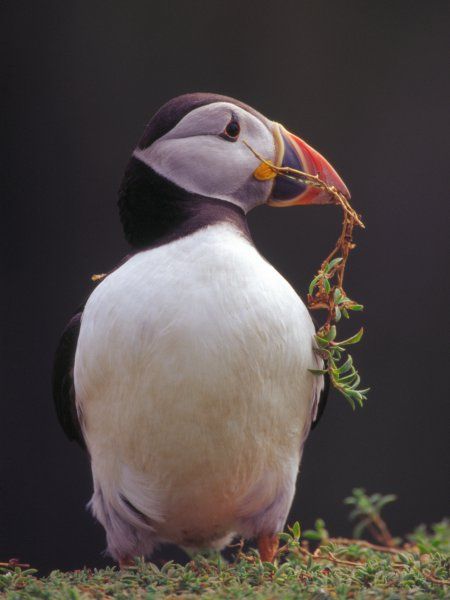 skomer_puffin_july2003_image2.jpg