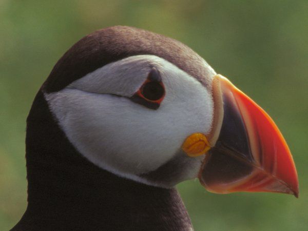 skomer_puffin_july2003_image21.jpg