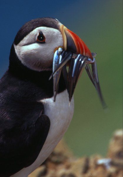 skomer_puffin_july2003_image4.jpg