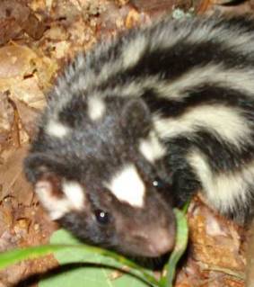 Skunk3.JPG