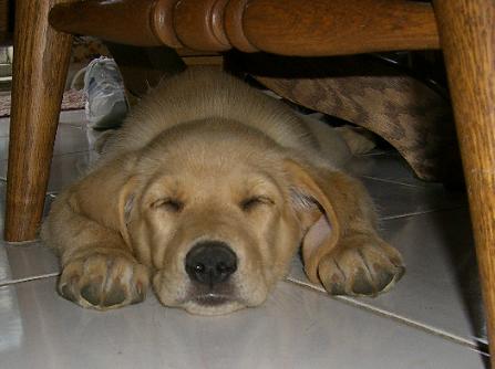 Sleeping_under_table.JPG