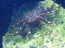 SLF crab 8-9-12.jpg