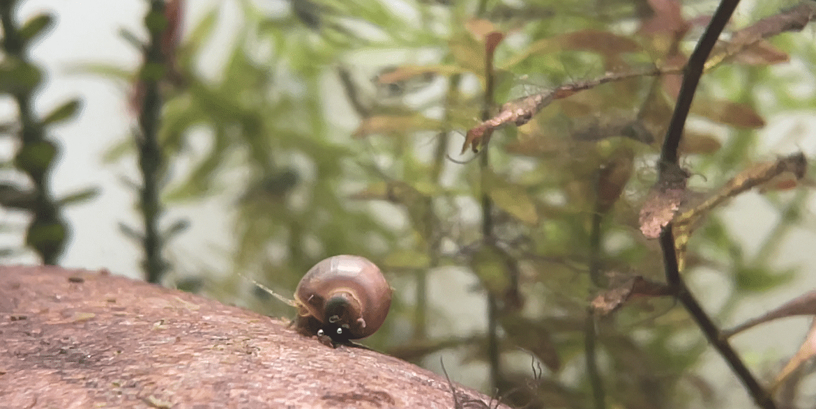 snail 1.png