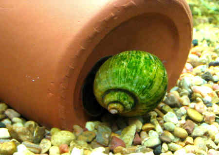 snail4.jpg