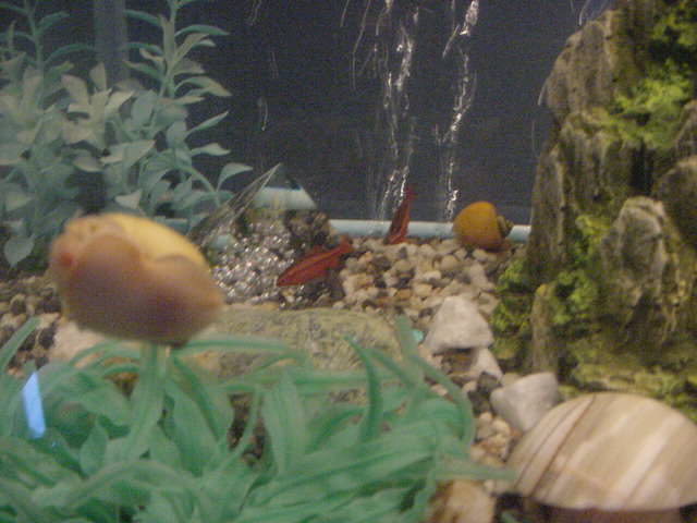 snails_tetras.JPG