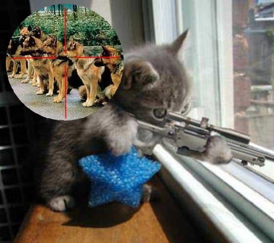 sniper_kitten.JPG