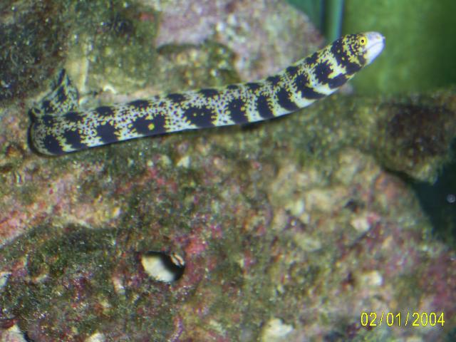 Snowflake_Eel.JPG