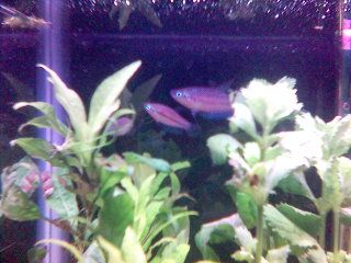 Sparkling_gouramis_10g.jpg