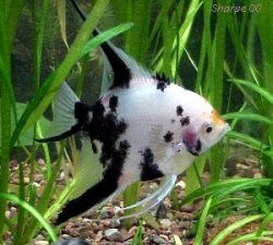 spotted angelfish.jpg