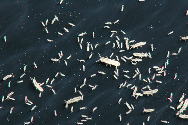 springtail.jpg